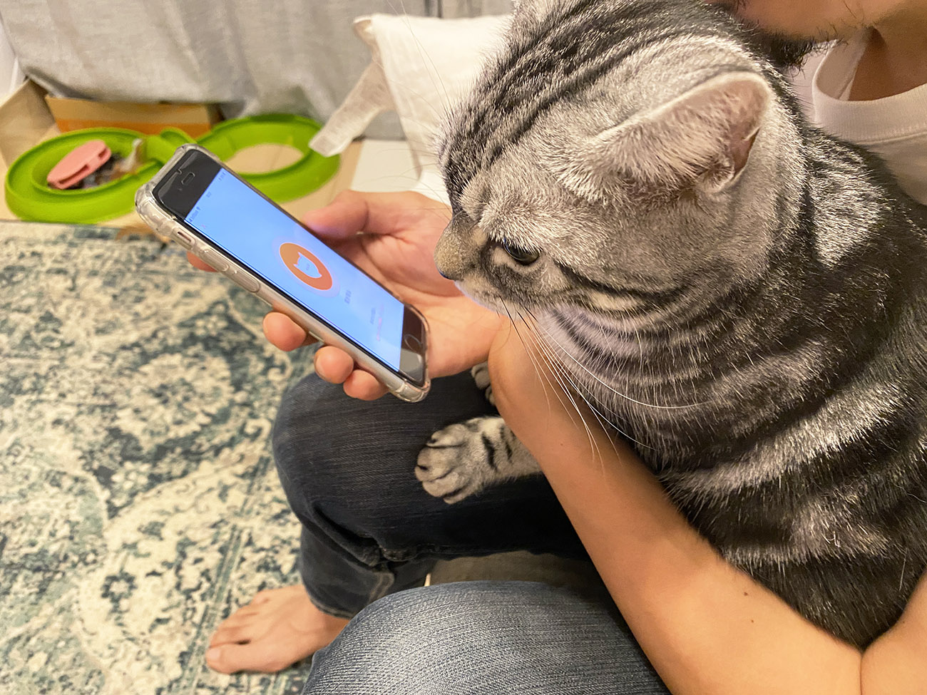 猫の鳴き声を翻訳するアプリ Meowtalk ニャントーク がsnsで大人気 Wepress ウェプレス