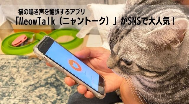 猫の鳴き声を翻訳するアプリ Meowtalk ニャントーク がsnsで大人気 Wepress ウェプレス